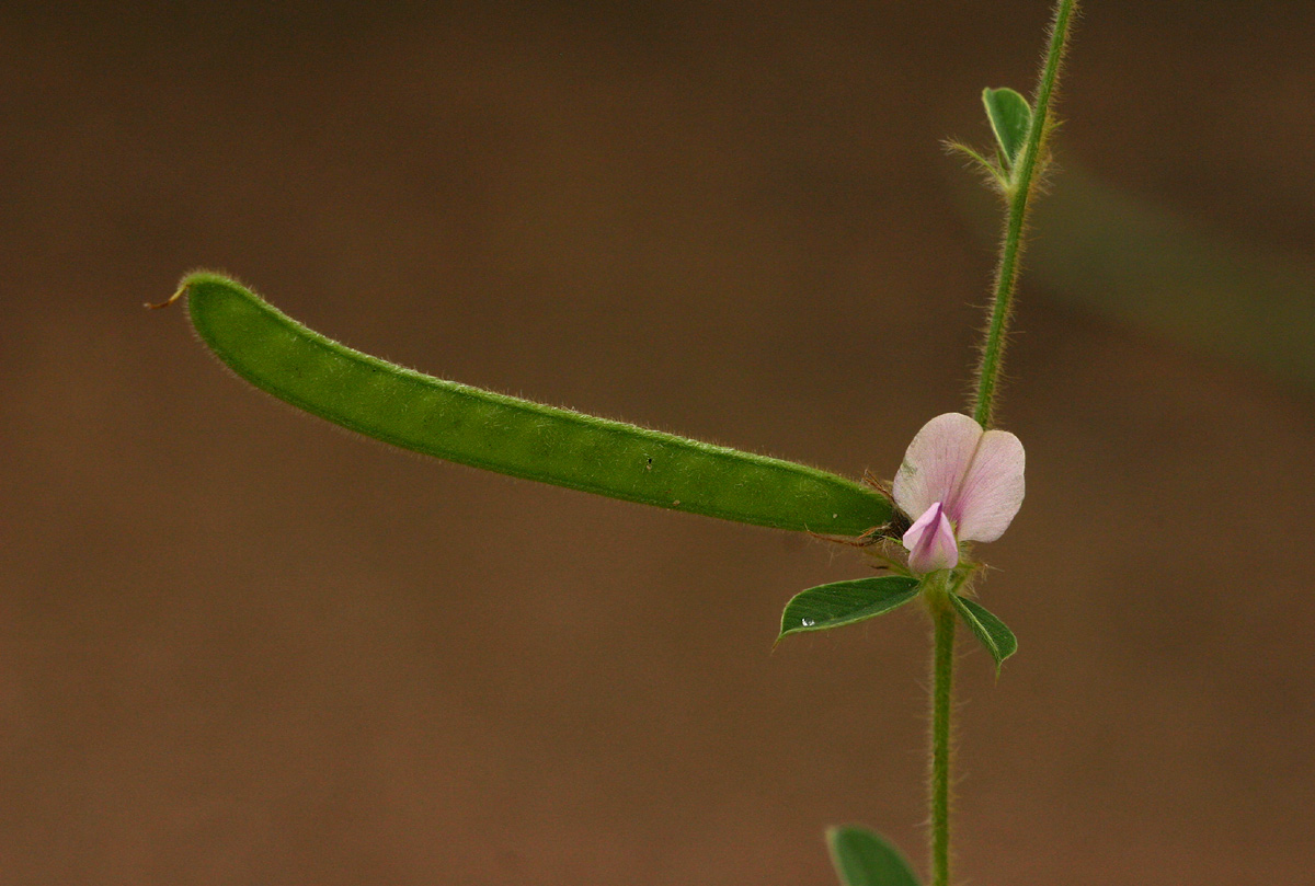 Tephrosia uniflora subsp. uniflora