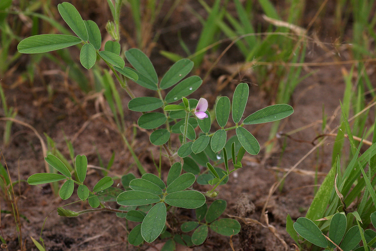 Tephrosia uniflora subsp. uniflora