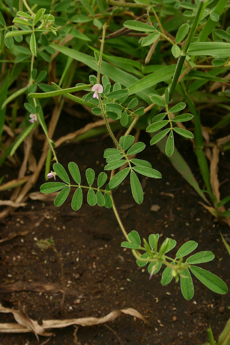 Tephrosia uniflora subsp. uniflora