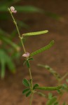 Tephrosia uniflora subsp. uniflora