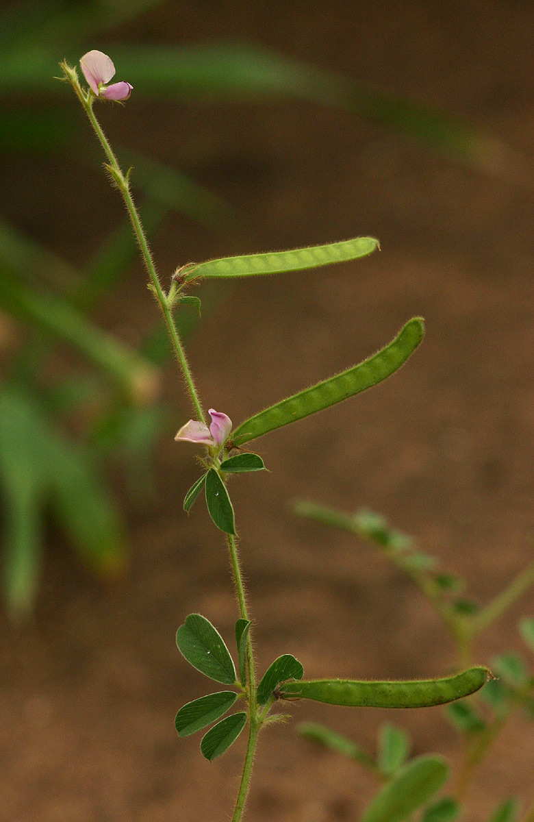 Tephrosia uniflora subsp. uniflora