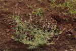 Tephrosia villosa subsp. ehrenbergiana var. daviesii