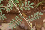 Tephrosia villosa subsp. ehrenbergiana var. daviesii