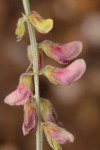 Tephrosia villosa subsp. ehrenbergiana var. daviesii