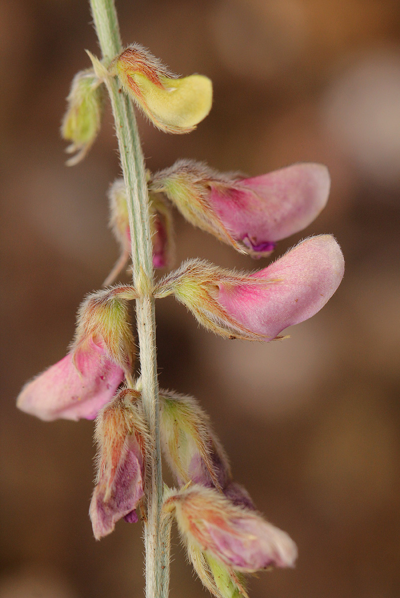Tephrosia villosa subsp. ehrenbergiana var. daviesii