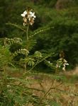 Tephrosia vogelii