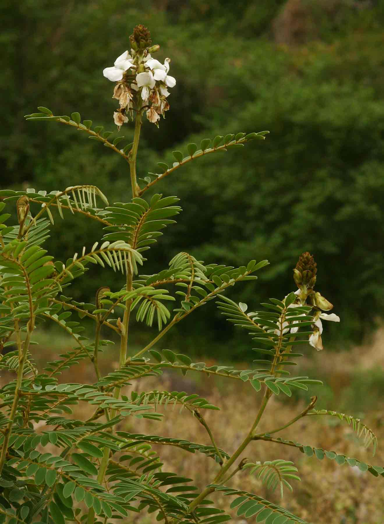 Tephrosia vogelii