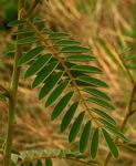 Tephrosia vogelii