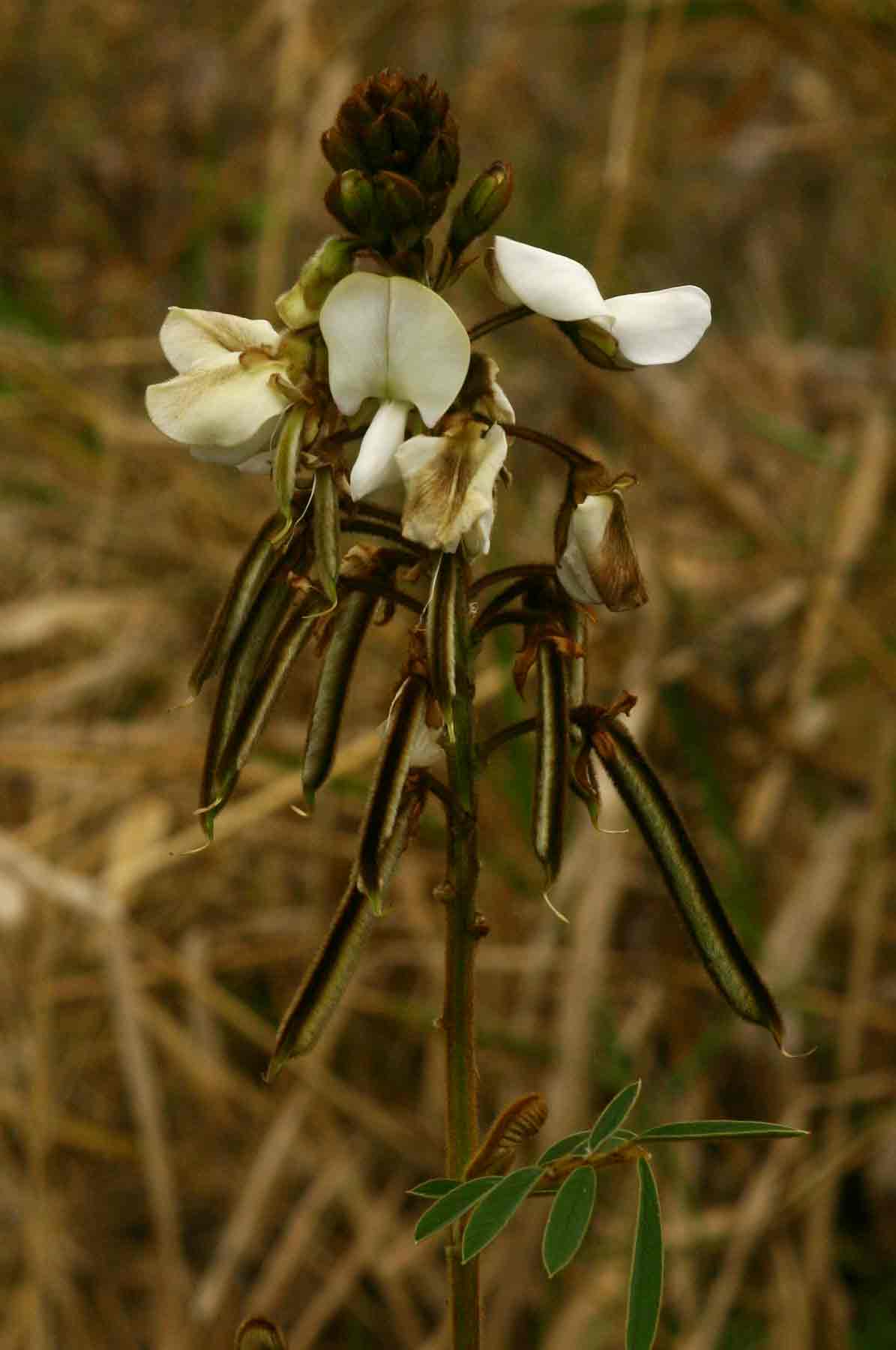 Tephrosia vogelii