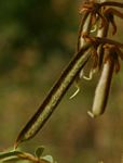 Tephrosia vogelii