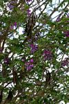 Mundulea sericea
