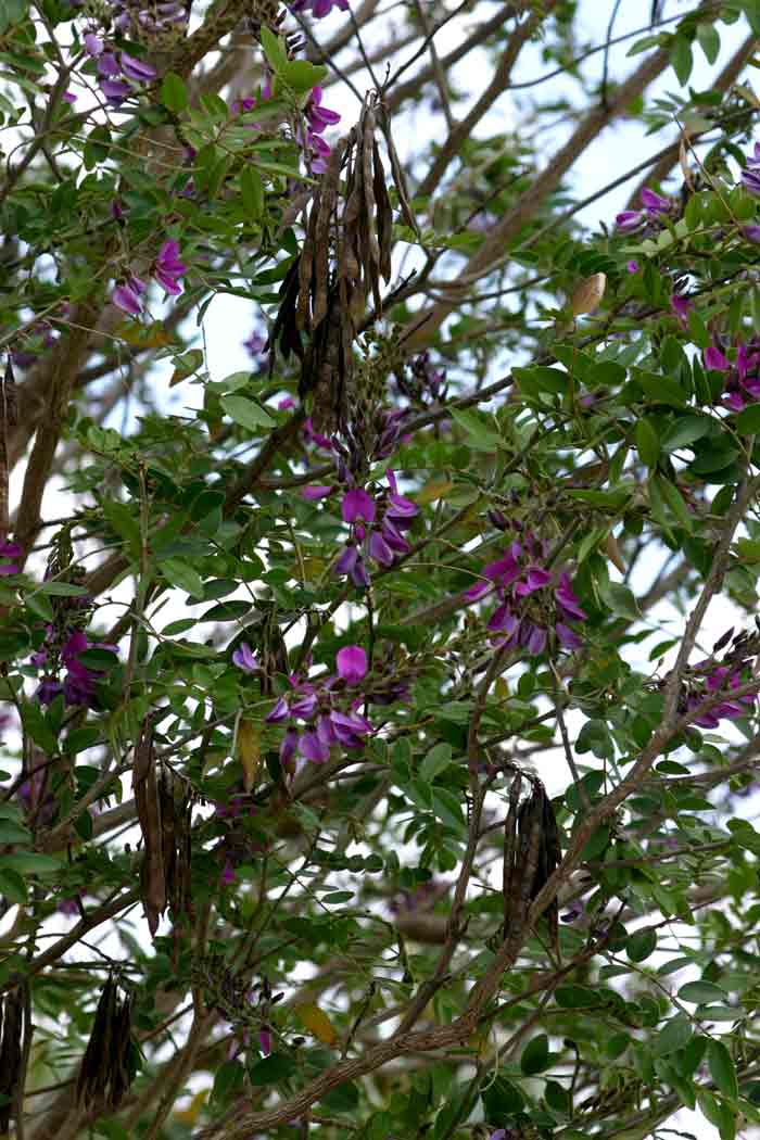 Mundulea sericea