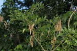 Mundulea sericea