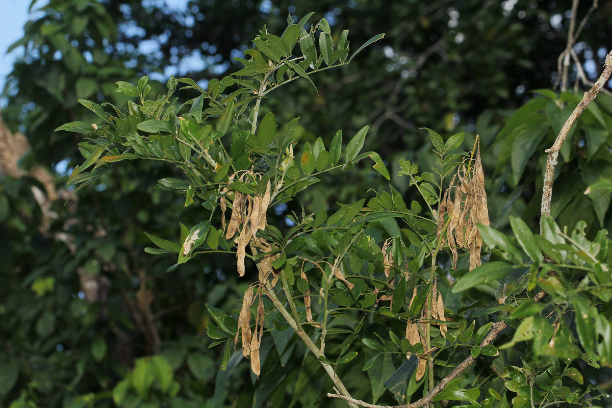 Mundulea sericea