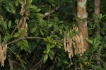 Mundulea sericea