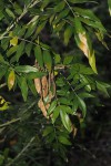 Mundulea sericea
