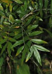 Mundulea sericea