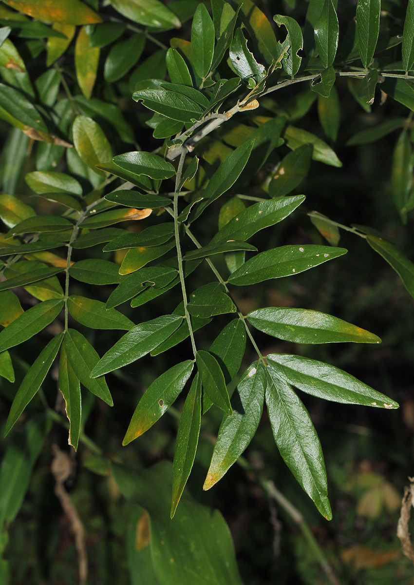 Mundulea sericea