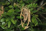 Mundulea sericea