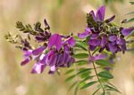Mundulea sericea