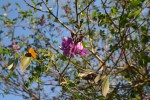 Mundulea sericea