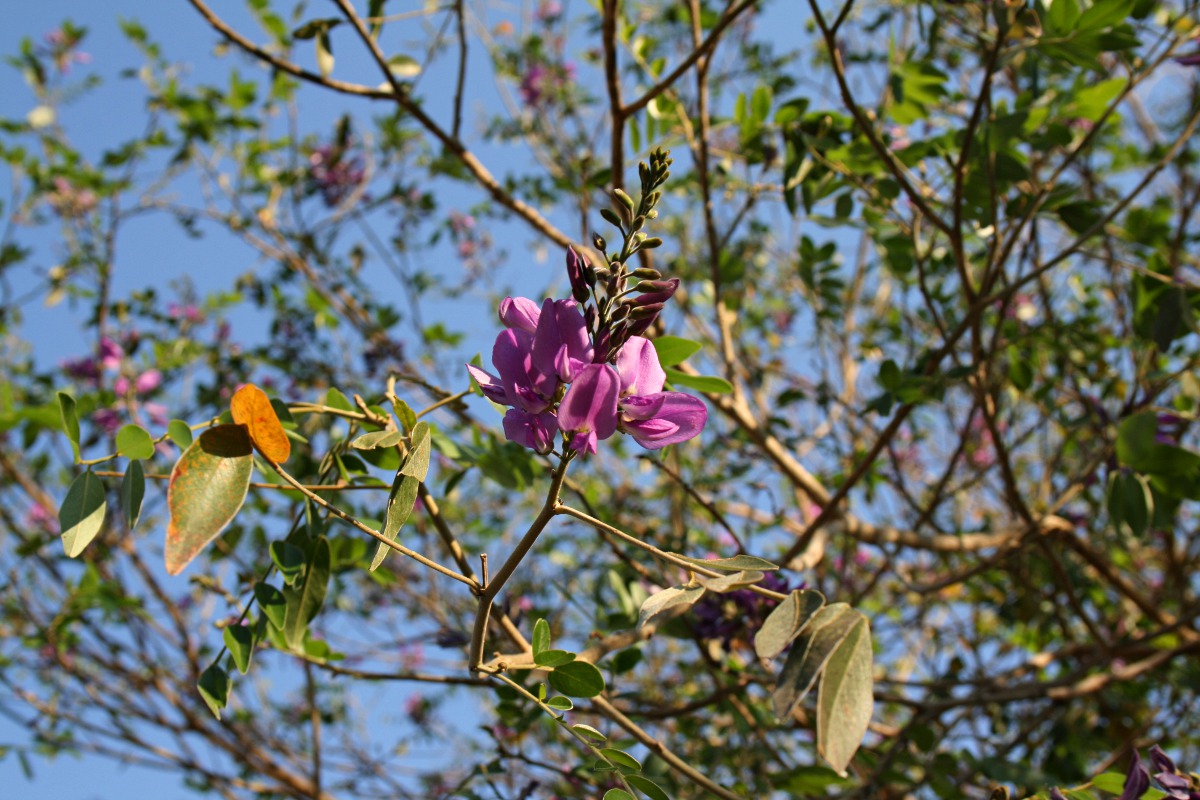 Mundulea sericea