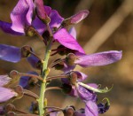 Mundulea sericea