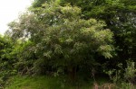 Mundulea sericea