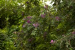Mundulea sericea