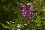 Mundulea sericea