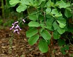 Millettia stuhlmannii