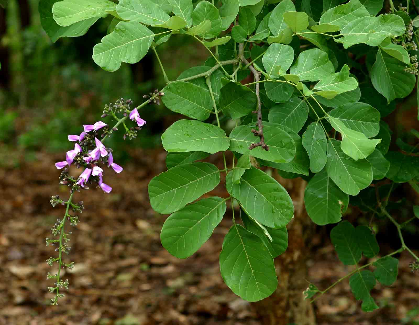 Millettia stuhlmannii