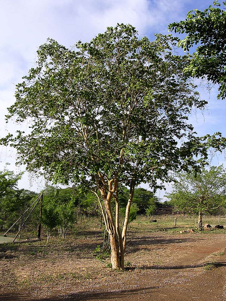 Millettia stuhlmannii
