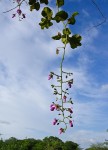 Millettia stuhlmannii