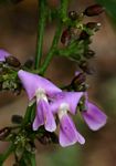 Millettia stuhlmannii