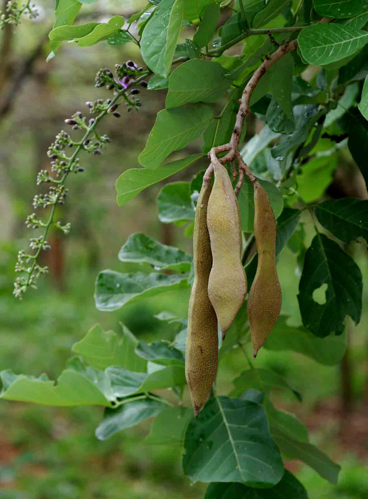 Millettia stuhlmannii