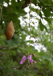 Millettia stuhlmannii