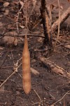 Millettia stuhlmannii