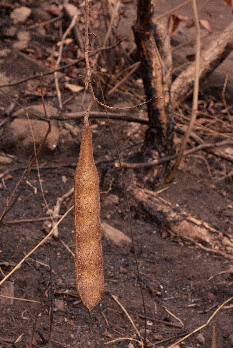 Millettia stuhlmannii