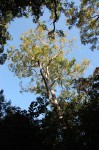 Millettia stuhlmannii