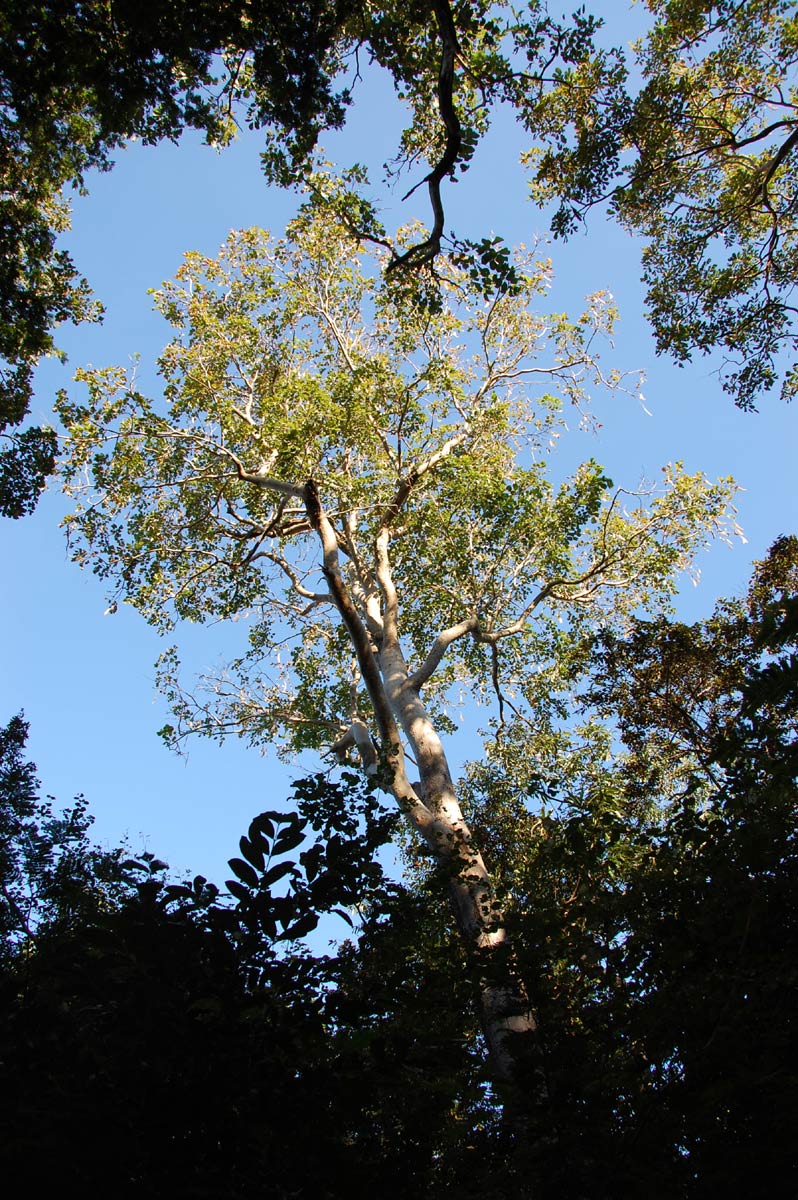 Millettia stuhlmannii