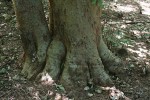 Millettia stuhlmannii
