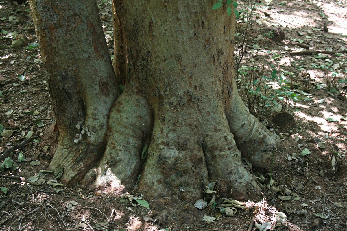 Millettia stuhlmannii