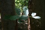 Millettia stuhlmannii