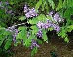 Millettia usaramensis subsp. australis