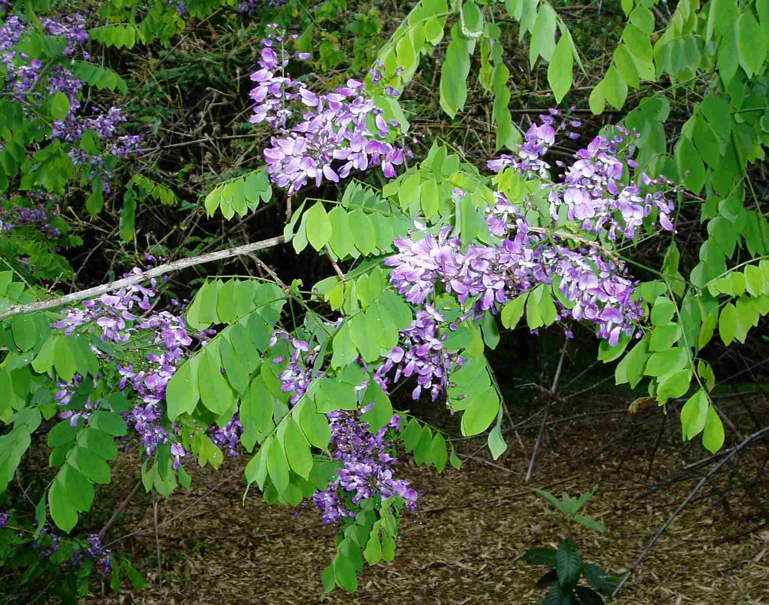 Millettia usaramensis subsp. australis
