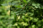 Millettia usaramensis subsp. australis