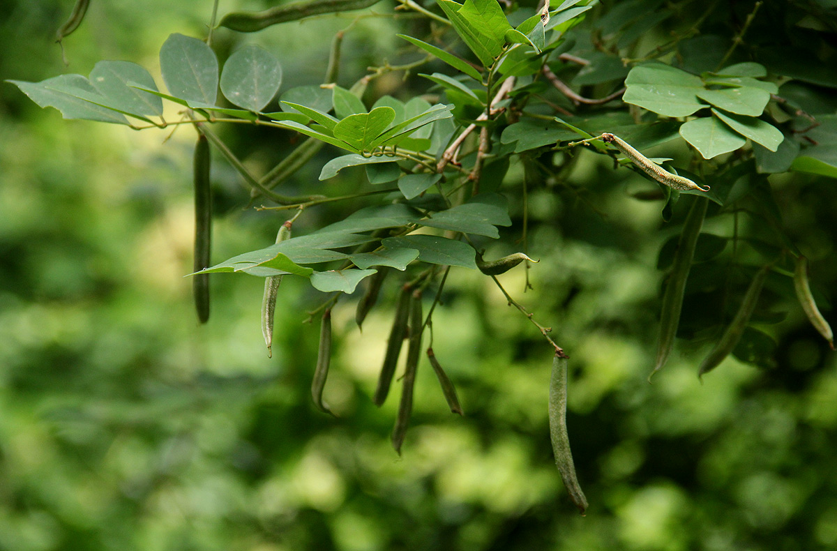 Millettia usaramensis subsp. australis