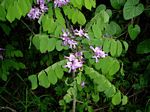 Millettia usaramensis subsp. australis