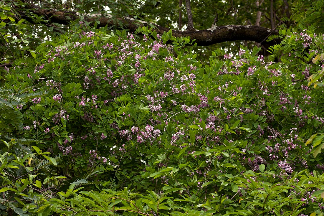 Millettia usaramensis subsp. australis
